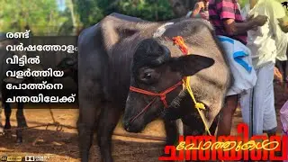 🐃Buffalo Bull market💸with price Chattipparamba Chanda |pothu Chantha malappuram |Buffalo Bull market