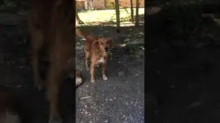 Chile has a stray dog problem :(