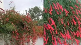 Firecracker Plant 