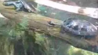 Turtle Log Rolling