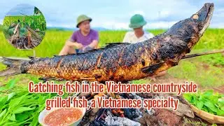 Catch and Grill Snakehead Fish in Paddy Fields &ndash; Real Taste of Vietnamese Countryside