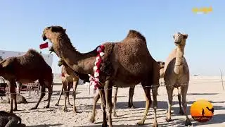حلقة
