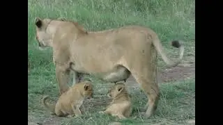 A cub nursing, Experience all these unique sightings with Cats wonder adventure in Eastern Serengeti