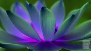 Dark Lotus / meditative lofi / dark lofi