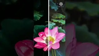 Snapseed Black Background 🔥|Amazing Transformation 😍 | wait for it | Photovibes 🤘