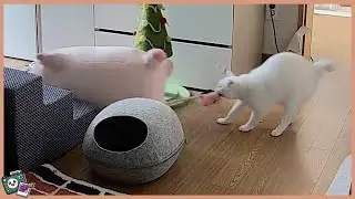 칵테일이 취미가 된 남편 🐷😼 [1월 셋째 주] 유몽부부의 일주일 VLOGGU