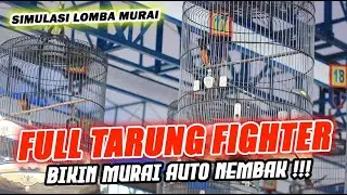 FULL TARUNG FIGHTER Simulasi Lomba Murai Batu ‼️