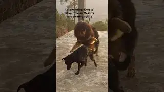 Tibetan Mastiff huge but very agile dog breed#tibetianmastiff #tibetanmastiffpuppies #gaddi #short