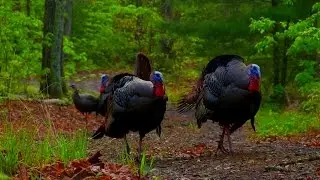 The Best Hardwoods Turkey Hunt- In Your Face Mountain Gobbler Double