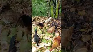 Chicken l countryside life Philippines