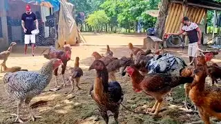 DEDICAÇÃO E AMOR AUS  ANIMAIS PRODUÇÃO DE GALINHAS CAIPIRA EM CHÁCARA DO ZERO 