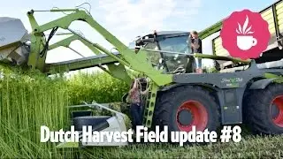 Dutch Harvest Hemp tea - Field update #8