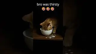 thirsty cat  #kittens #cat #funny