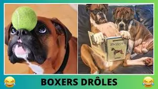 Compilation de chiens boxers trop mignons à ne pas manquer ! 🤣 Boxer dog competition