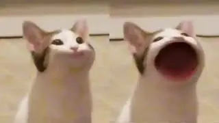 Pee Pee Poo Poo Check