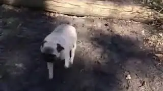Pug Fail | Bite-Sized Funny Videos