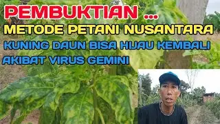 BUKTI NYATA‼️ KUNING DAUN CABE BISA HIJAU KEMBALI AKIBAT VIRUS GEMINI