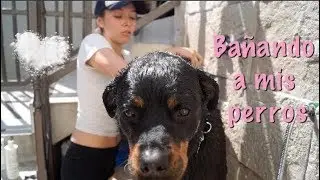 BAÑANDO A ROTTWEILERS/COMO BAÑAR A UN PERRO