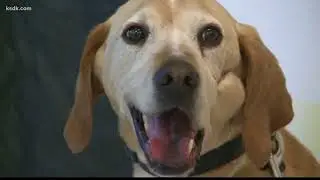 Marshall the Miracle Dog inspires special needs students