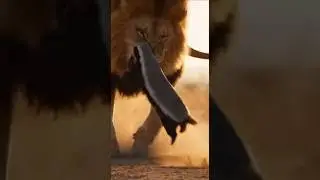 Lion vs Honey Badger Epic Wildlife Battle: #wildlife #animals #entertaininganimals #shorts