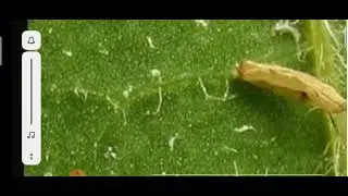 cotton jassid-Amrasa devastans