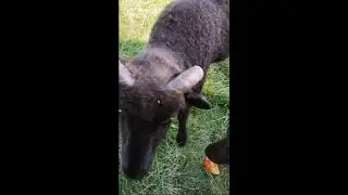 Sheep Thrills at Horse 'n' Round Studio: Time for pumpkins (and other related gourds)!