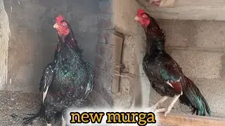 новая установка murga a ghia par😍😱