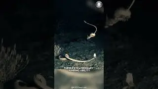 Кенгуровая крыса 🐭 прыгает ради выживания!