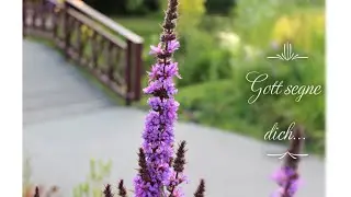 Gott segne und behüte dich/Elena Krieger/Foto