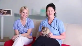 The First Cat Friendly Clinic In The Middle East