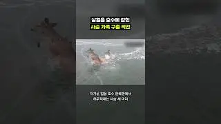 살얼음 호수에 갇힌 사슴 가족 구출 작전｜크랩