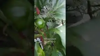 Paprika&nbsp;(Capsicum annuum&nbsp;L.) masih kecil