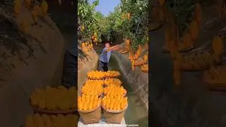 China Fruits are so Delicious  and Rare #facts #fruit #shorts