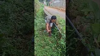 Catching soft animals #shortsviral #nature