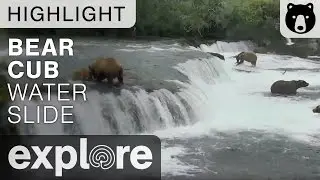 Bear Cub Water Slides over Brooks Falls - Live Cam Highlight