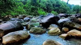 White Noise for Studying Nature – Forest River White Noise for Productivity
