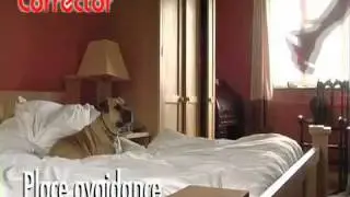 Pet Corrector - YouTube.flv