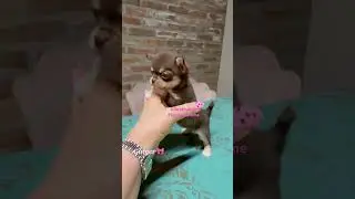 Chihuahua mini toy ?