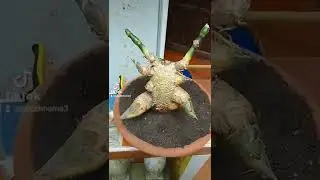 bambonsai chicken