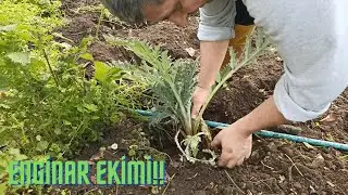 ENGİNAR EKİMİ!!