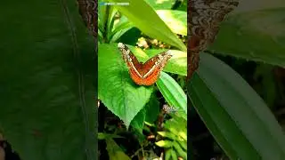 Moduza butterfly #shorts#naturelover_moupriya