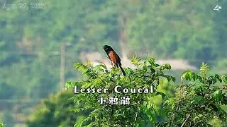 Lesser  Coucal