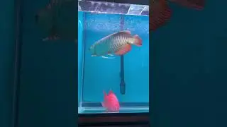New Family members in the house 🐠🐠🐠 #trending #viral #fish #youtubeshorts #shortsfeed #shorts