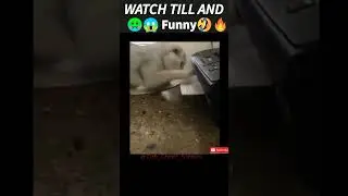 Like a Boos                                   Funny Animals 2022 🐱🔥     #short #funcover #Respect