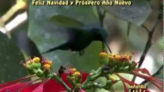 Feliz Navidad y Pr&oacute;spero A&ntilde;o Nuevo les desean AvesPuertoRico FelPe Fela Pepe