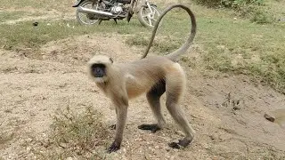 Peaceful Langur by the Riverside&rdquo;