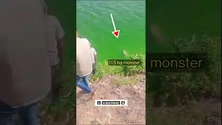 11.5 KG MONSTER ROHU FISH  || #shorts