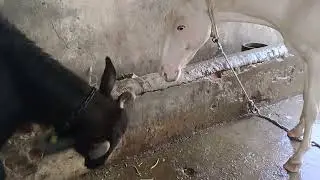 #horse #shorts #video #pavan