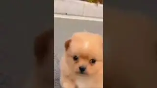 funny baby 😎 #cute #anime #animals #fun #funnyviral #animalentertainment