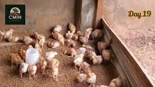 Day 19 Brooding ISA Brown 🐣Pullets: How to Manage Litter and Prepare for Gumboro Booster Vaccine ⚕️